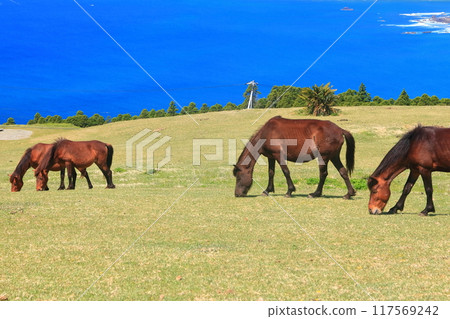 [Miyazaki Prefecture] Cape Toi in fine weather (Misaki horse pasture) 117569242
