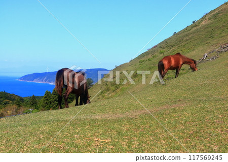[Miyazaki Prefecture] Cape Toi in fine weather (Misaki horse pasture) 117569245