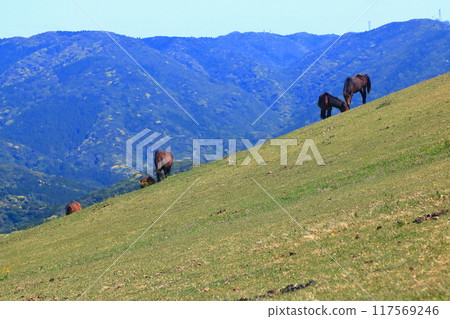[Miyazaki Prefecture] Cape Toi in fine weather (Misaki horse pasture) 117569246