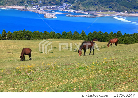 [Miyazaki Prefecture] Cape Toi in fine weather (Misaki horse pasture) 117569247