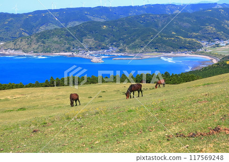 [宮崎縣]好天氣的都井岬（三崎馬牧場） 117569248