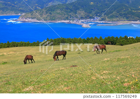 [Miyazaki Prefecture] Cape Toi in fine weather (Misaki horse pasture) 117569249