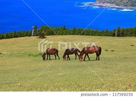[Miyazaki Prefecture] Cape Toi in fine weather (Misaki horse pasture) 117569250