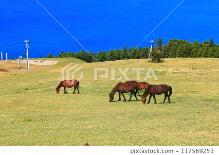 [宮崎縣]好天氣的都井岬（三崎馬牧場） 117569251