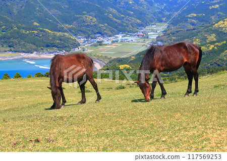 [Miyazaki Prefecture] Cape Toi in fine weather (Misaki horse pasture) 117569253