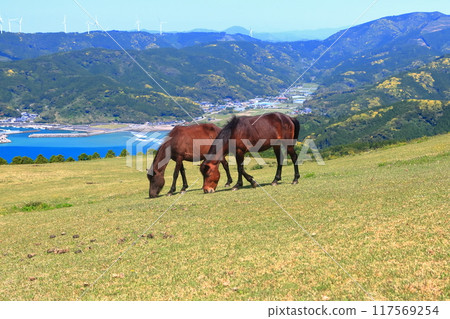 [Miyazaki Prefecture] Cape Toi in fine weather (Misaki horse pasture) 117569254