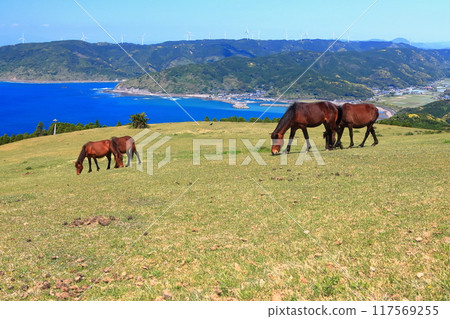 [Miyazaki Prefecture] Cape Toi in fine weather (Misaki horse pasture) 117569255