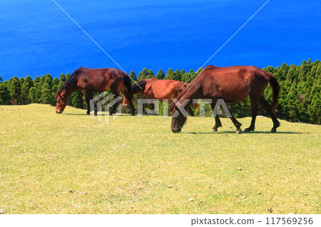 [Miyazaki Prefecture] Cape Toi in fine weather (Misaki horse pasture) 117569256