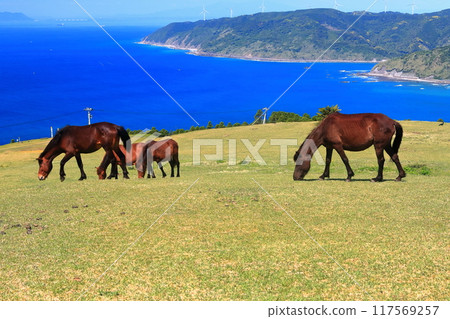 [Miyazaki Prefecture] Cape Toi in fine weather (Misaki horse pasture) 117569257