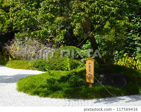 Cornus officinalis tree at Hokokuji Temple (Kamakura, Kanagawa Prefecture) 117569438