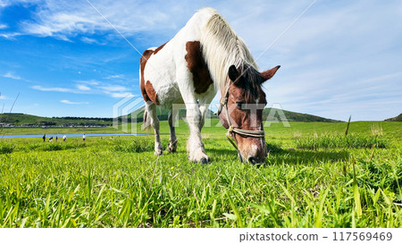 A herd of horses grazing on a ranch 117569469