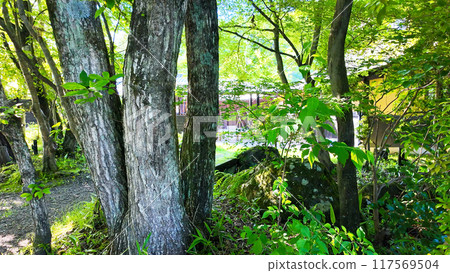 Fresh green garden scenery Fresh green garden scenery 117569504