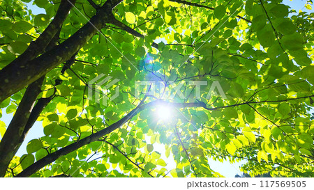 Leaves of fresh green and sun leaves 117569505