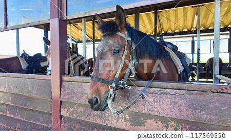 Horses kept in the stables 117569550