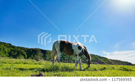 Horses grazing on a ranch 117569565