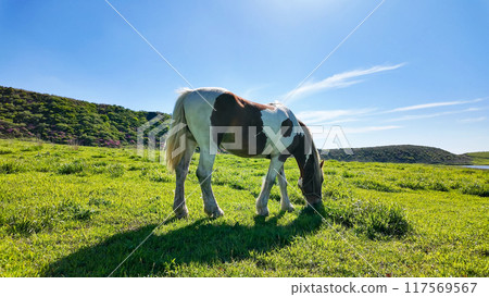 Horses grazing on a ranch 117569567
