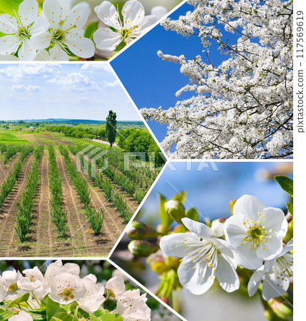 Spring landscape. Orchard with blossoming trees. Collage. 117569619