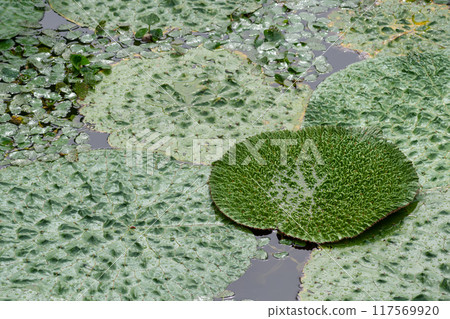 Young leaves spreading out between the large leaves Young leaves spreading out between the large leaves 117569920