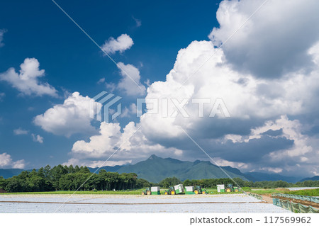 <Nagano Prefecture> Summer sky over Nobeyama Plateau, cumulonimbus clouds and lettuce fields 117569962