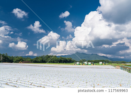 <Nagano Prefecture> Summer sky over Nobeyama Plateau, cumulonimbus clouds and lettuce fields 117569963