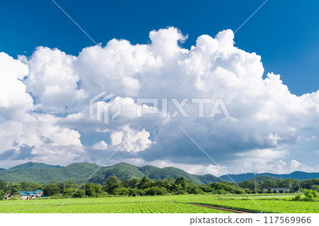 [長野縣] 夏日天空中的野邊山高原、雷雨雲和生菜田 117569966