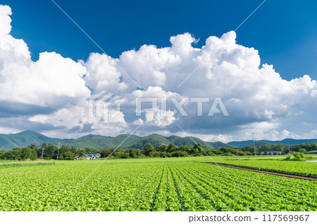 [長野縣] 夏日天空中的野邊山高原、雷雨雲和生菜田 117569967