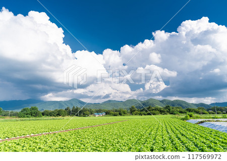 [長野縣] 夏日天空中的野邊山高原、雷雨雲和生菜田 117569972
