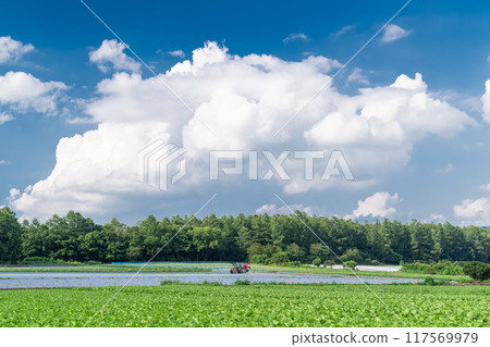 <Nagano Prefecture> Summer sky over Nobeyama Plateau, cumulonimbus clouds and lettuce fields <Nagano Prefecture> Summer sky over Nobeyama Plateau, cumulonimbus clouds and lettuce fields 117569979