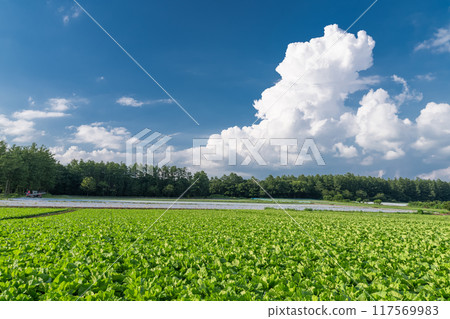 <Nagano Prefecture> Summer sky over Nobeyama Plateau, cumulonimbus clouds and lettuce fields 117569983