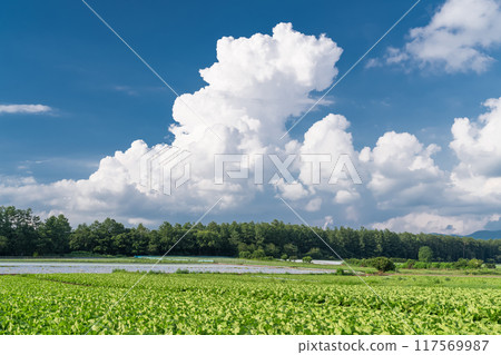 <Nagano Prefecture> Summer sky over Nobeyama Plateau, cumulonimbus clouds and lettuce fields 117569987