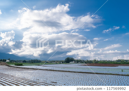 <Nagano Prefecture> Summer sky over Nobeyama Plateau, cumulonimbus clouds and lettuce fields <Nagano Prefecture> Summer sky over Nobeyama Plateau, cumulonimbus clouds and lettuce fields 117569992