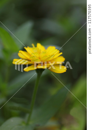 Yellow petaled zinnia Yellow petaled zinnia 117570395