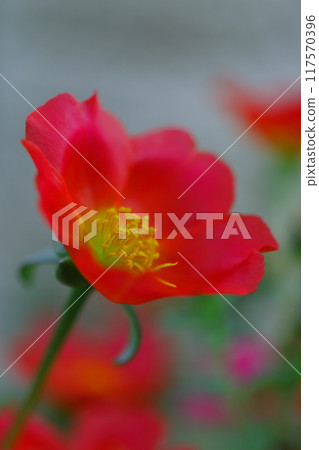 Red Matsuba Button Flower Red Matsuba Button Flower 117570396