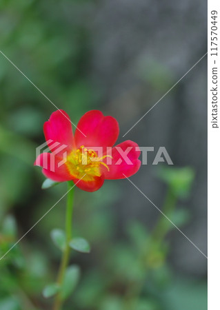 田野裡盛開的紅色馬齒莧花 田野裡盛開的紅色馬齒莧花 117570449