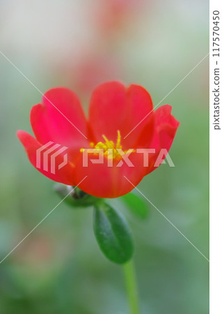 童話般的紅色松葉按鈕 童話般的紅色松葉按鈕 117570450