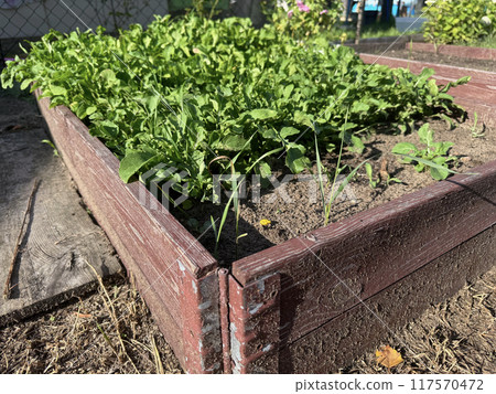 A small bed of greens. The bed is in a wooden box outside. A small bed of greens. The bed is in a wooden box outside. 117570472