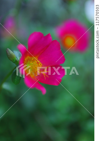 Pink portulaca flowers blooming in the field 117570503