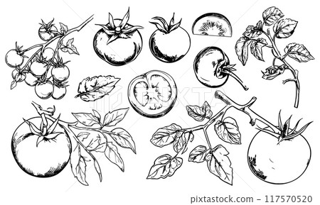 Tomato vegetable hand drawn doodle set. Many tomatos on one branch. Sliced cutted full round. Healthy ad orgnic food. Design element for menu restaurant recipe. Simple black and white isolated vector 117570520