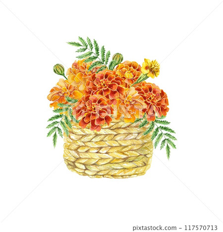Marigolds watercolor, beautiful flowers in a wicker basket. Botanical illustration isolated. For birthday cards, wedding invitations, covers, posters. 117570713