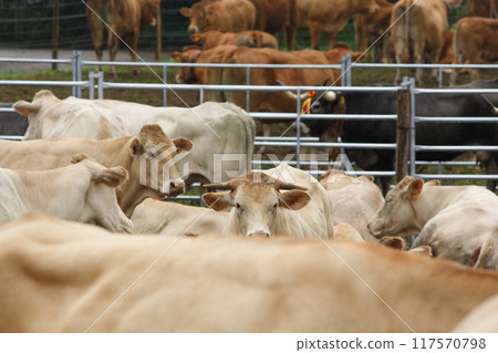 Blonde Monchina cow Bos taurus typical of northern Spain 117570798