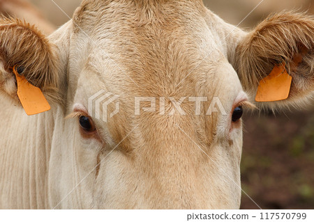 Blonde Monchina cow Bos taurus typical of northern Spain 117570799