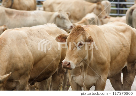 Blonde Monchina cow Bos taurus typical of northern Spain 117570800