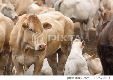 Blonde Monchina cow Bos taurus typical of northern Spain 117570801