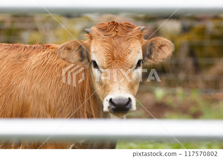 Blonde Monchina cow Bos taurus typical of northern Spain 117570802