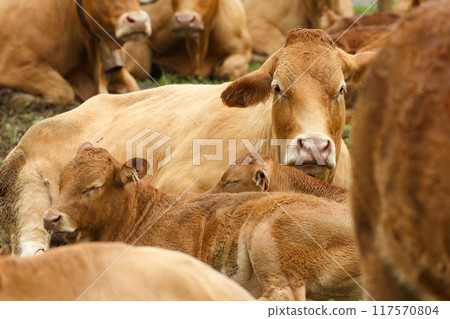 dairy farm with a large number of cattle 117570804