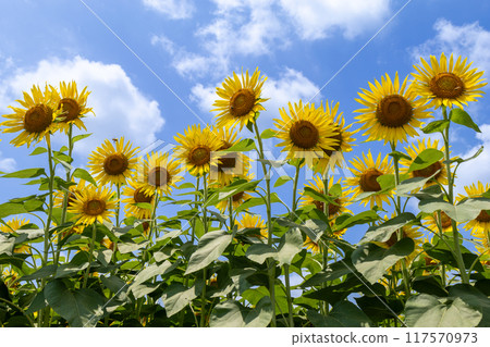 看天空的向日葵 117570973