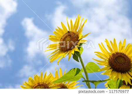注視著天空的向日葵 注視著天空的向日葵 117570977