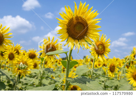 開花往太陽的向日葵 開花往太陽的向日葵 117570980