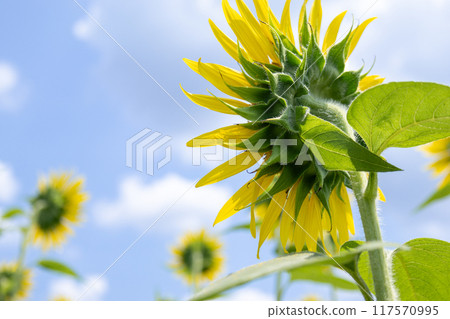 黃色向日葵花關閉 黃色向日葵花關閉 117570995