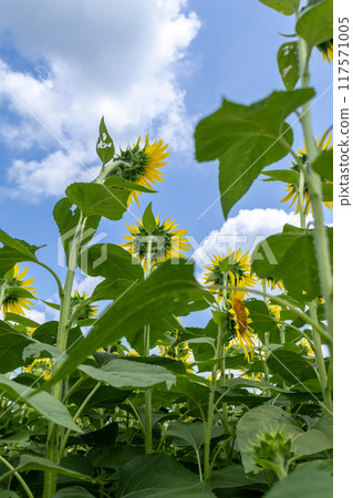 生長在夏天天空的向日葵 117571005